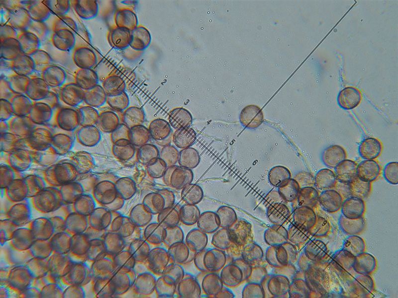 Clastoderma debaryanum?